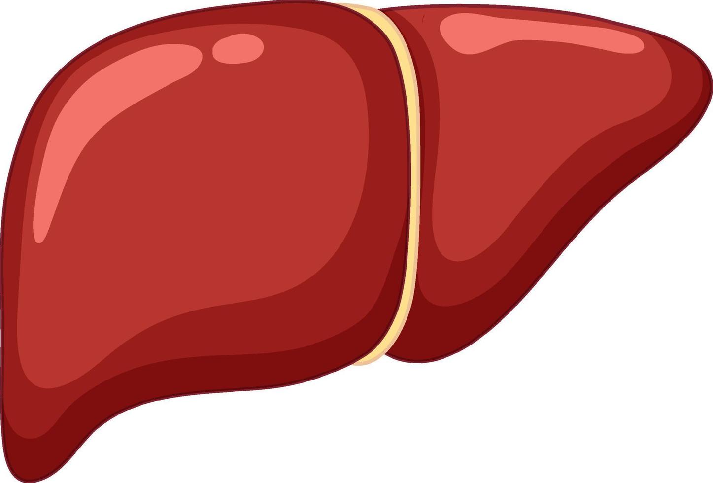 Healthy Liver on white background vector