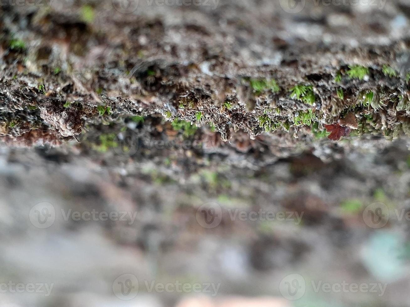 planta miscelánea de naturaleza salvaje foto