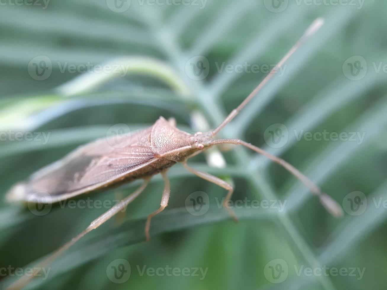 insecto en hoja verde foto