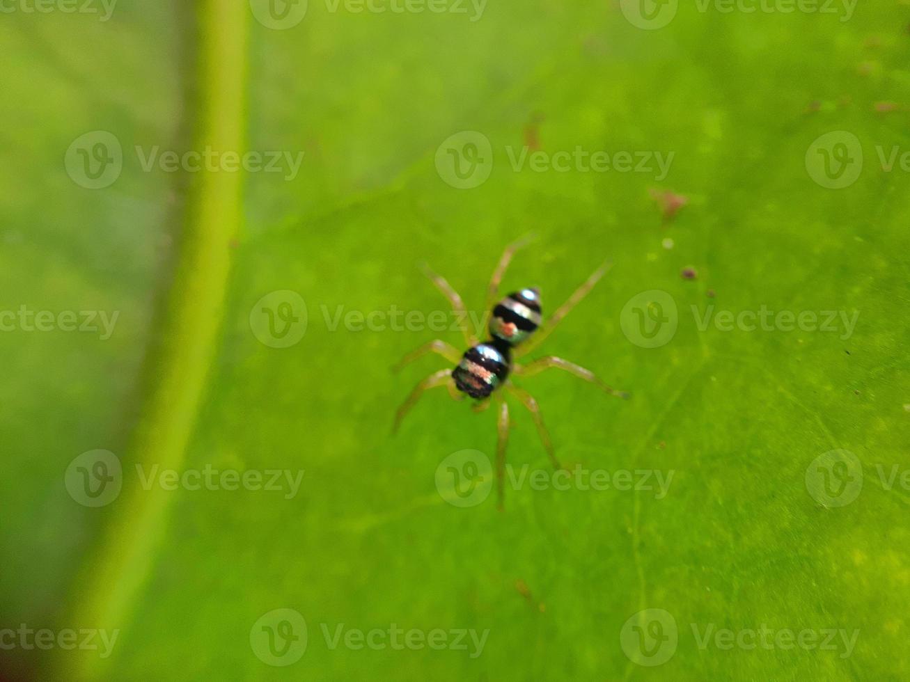 Insect on green leaf photo