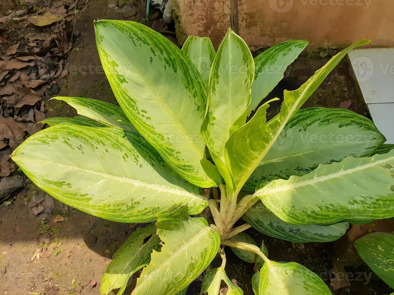 planta miscelánea de naturaleza salvaje foto