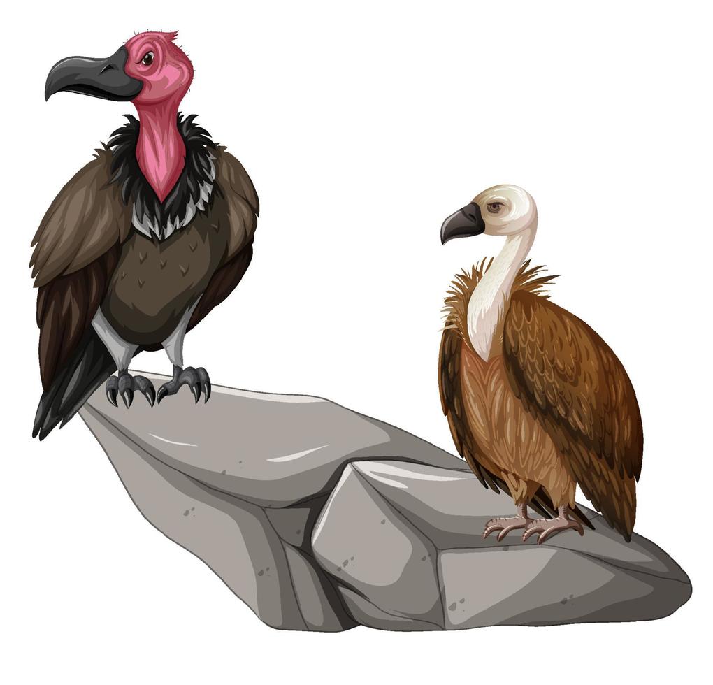 Two vulture birds on the rock vector