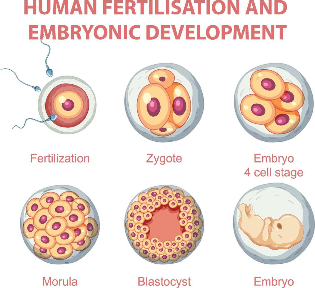 Human fertilisation and embryonic development in human infographic vector