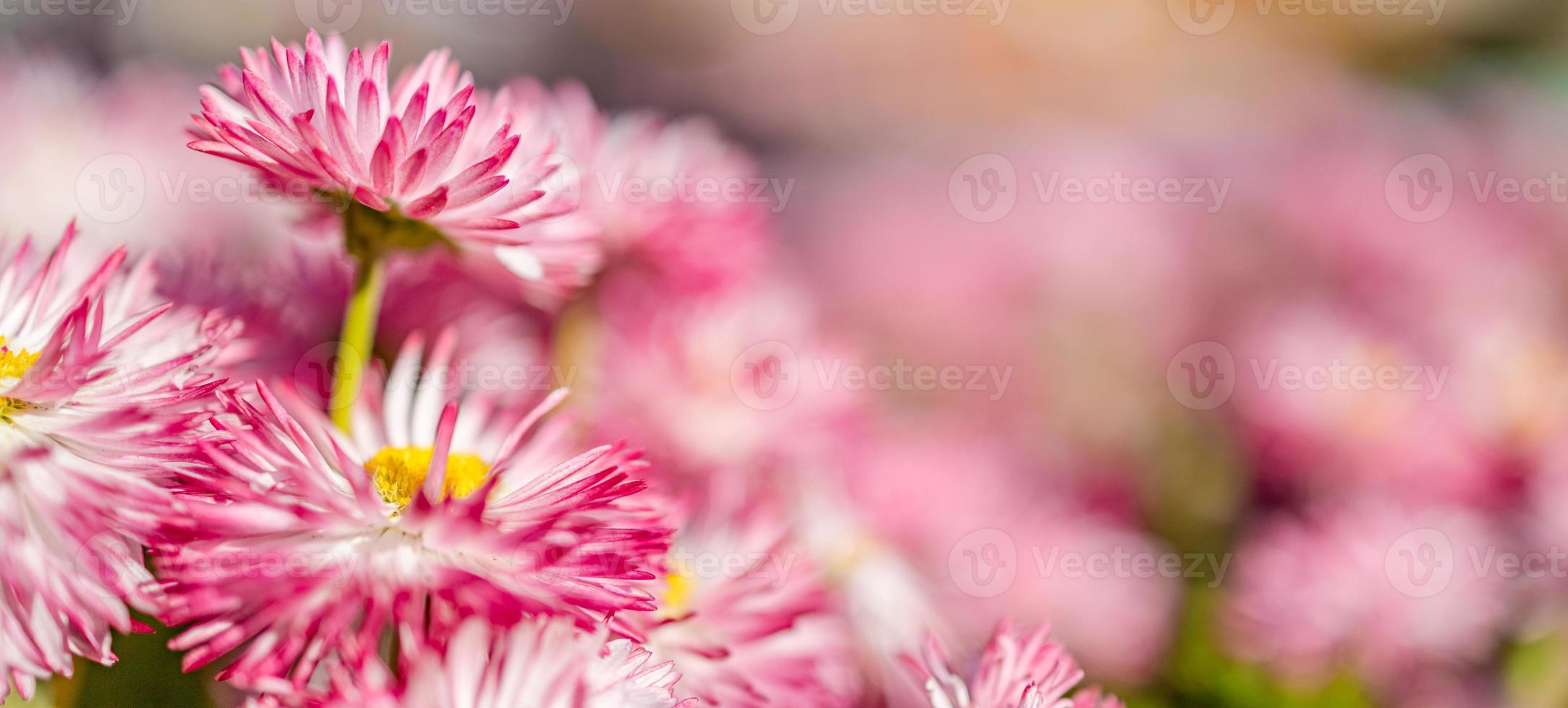 Pink Chrysanthemum flowers, dream floral nature background. Sunny day in park or garden, relaxing romantic pastel colored flowers closeup. photo