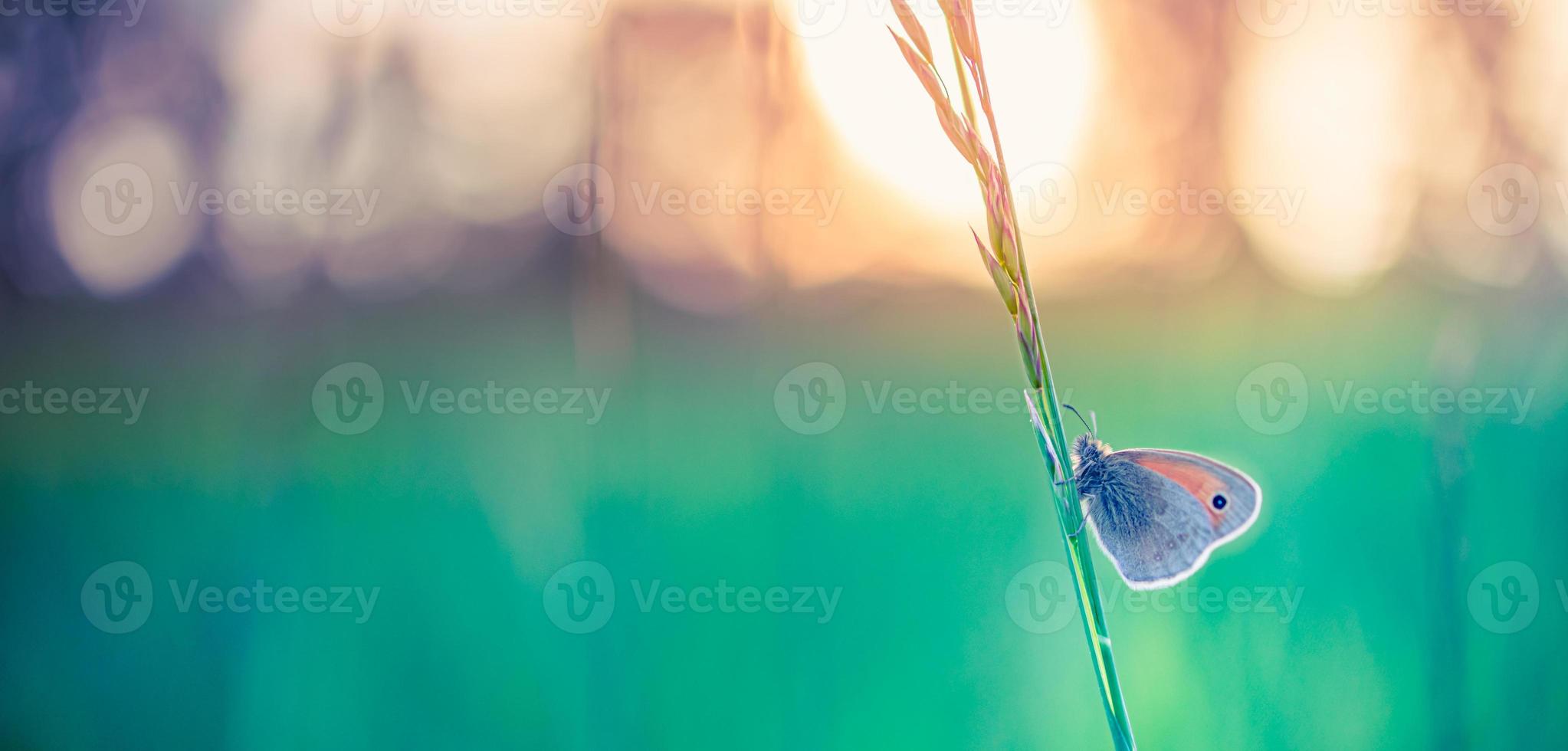 Tranquil nature close-up, summer flowers and butterfly under sunlight. Bright blur nature sunset nature meadow field with butterfly as spring summer concept. Wonderful summer meadow inspire nature photo