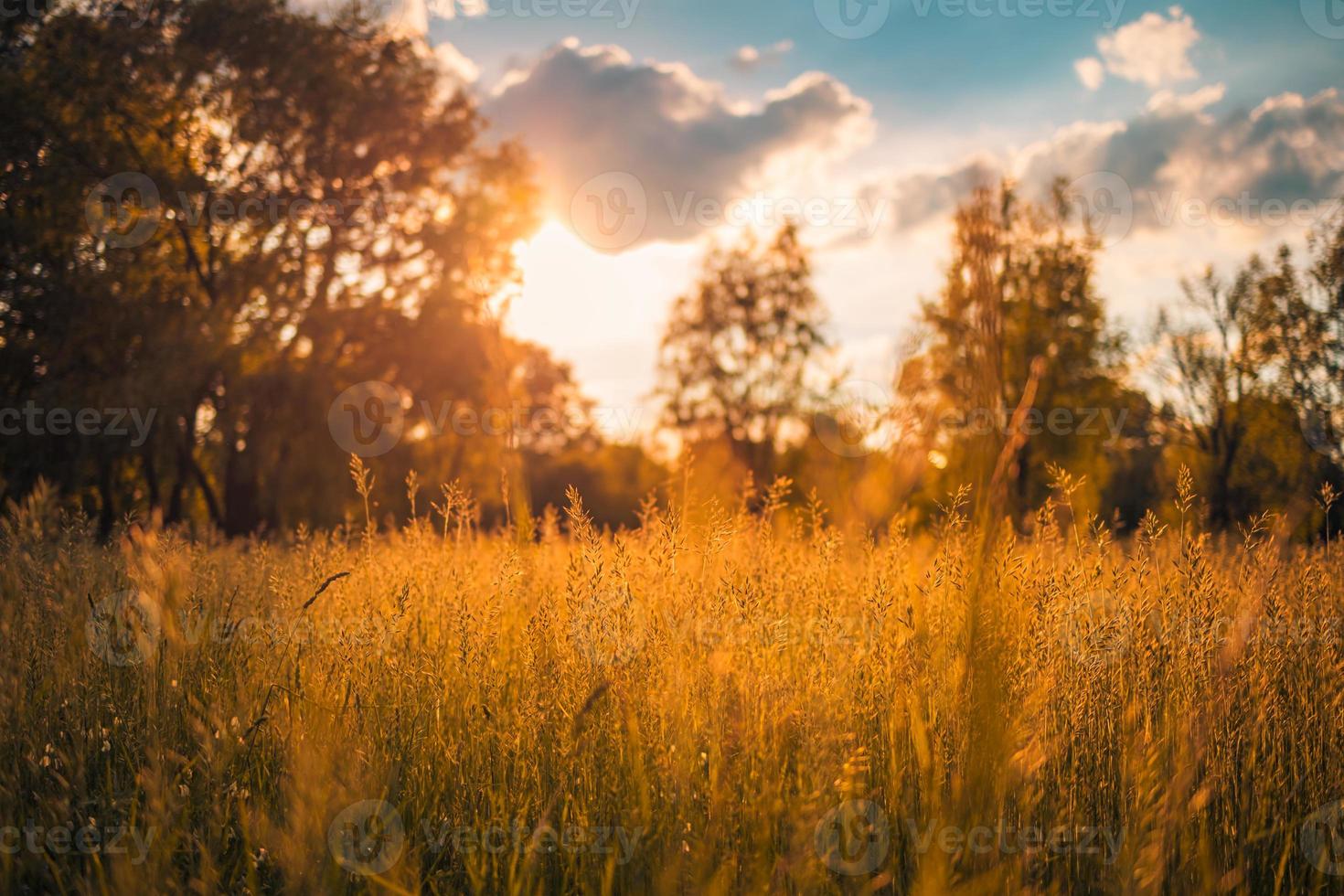 Tranquil rural landscape, closeup meadow at sunrise or sunset. Blurred idyllic spring summer nature field, high grass and blurred sunset bokeh sky photo