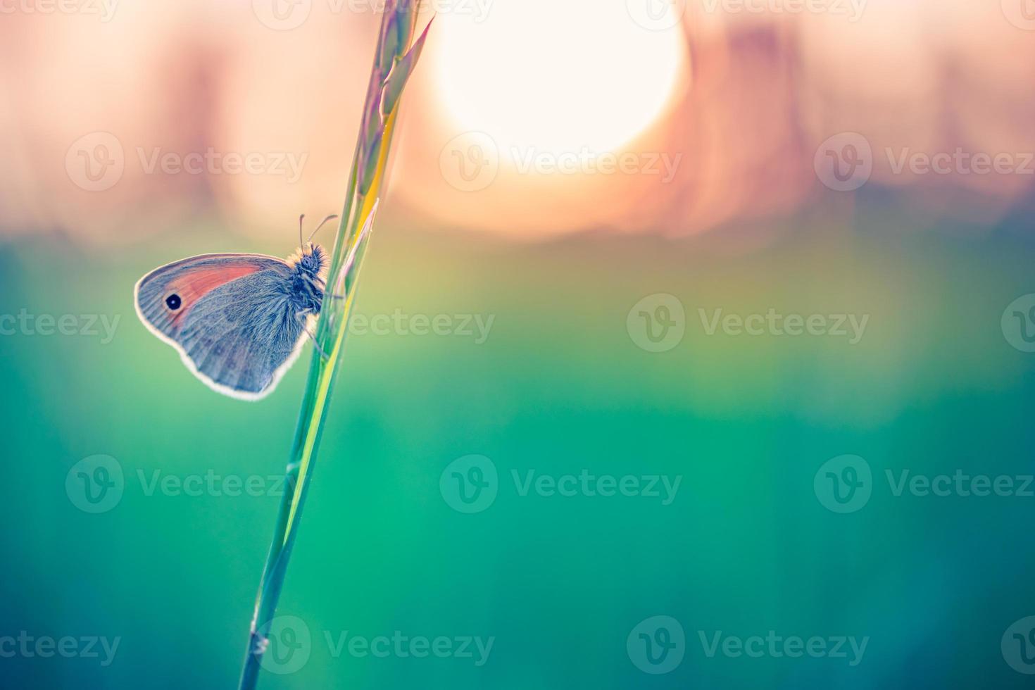 primer plano de la naturaleza tranquila, flores de verano y mariposas bajo la luz del sol. desenfoque brillante naturaleza puesta de sol naturaleza prado campo con mariposa como concepto de primavera verano. maravilloso prado de verano inspirar la naturaleza foto