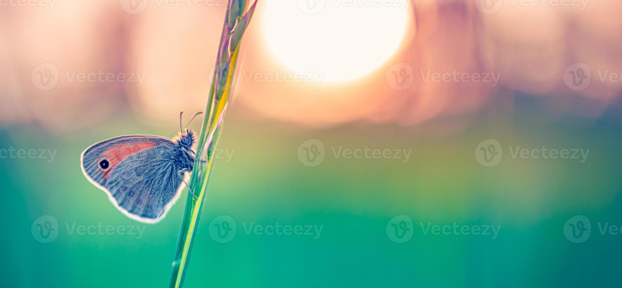 Tranquil nature close-up, summer flowers and butterfly under sunlight. Bright blur nature sunset nature meadow field with butterfly as spring summer concept. Wonderful summer meadow inspire nature photo