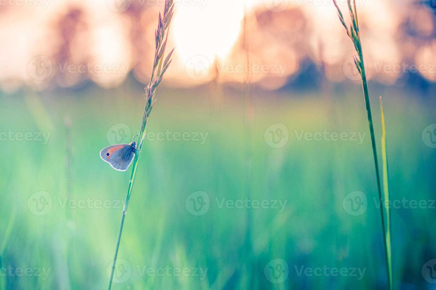 Tranquil nature close-up, summer flowers and butterfly under sunlight. Bright blur nature sunset nature meadow field with butterfly as spring summer concept. Wonderful summer meadow inspire nature photo