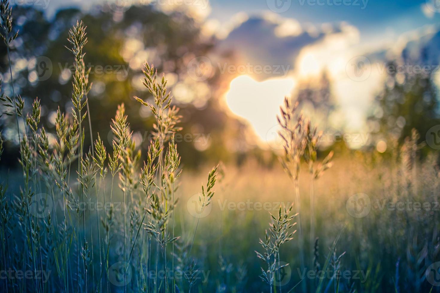 Beautiful rural landscape, closeup meadow at sunrise or sunset. Blurred idyllic spring summer nature field, high grass and blurred sunset bokeh sky photo