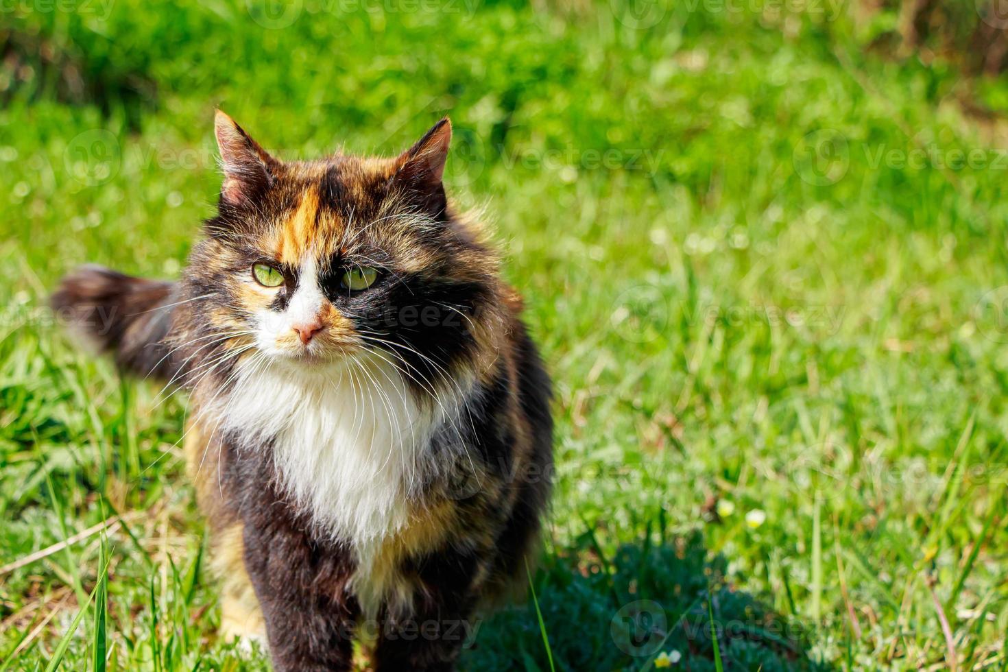 Fluffy domestic cat walks on the spring grass. photo