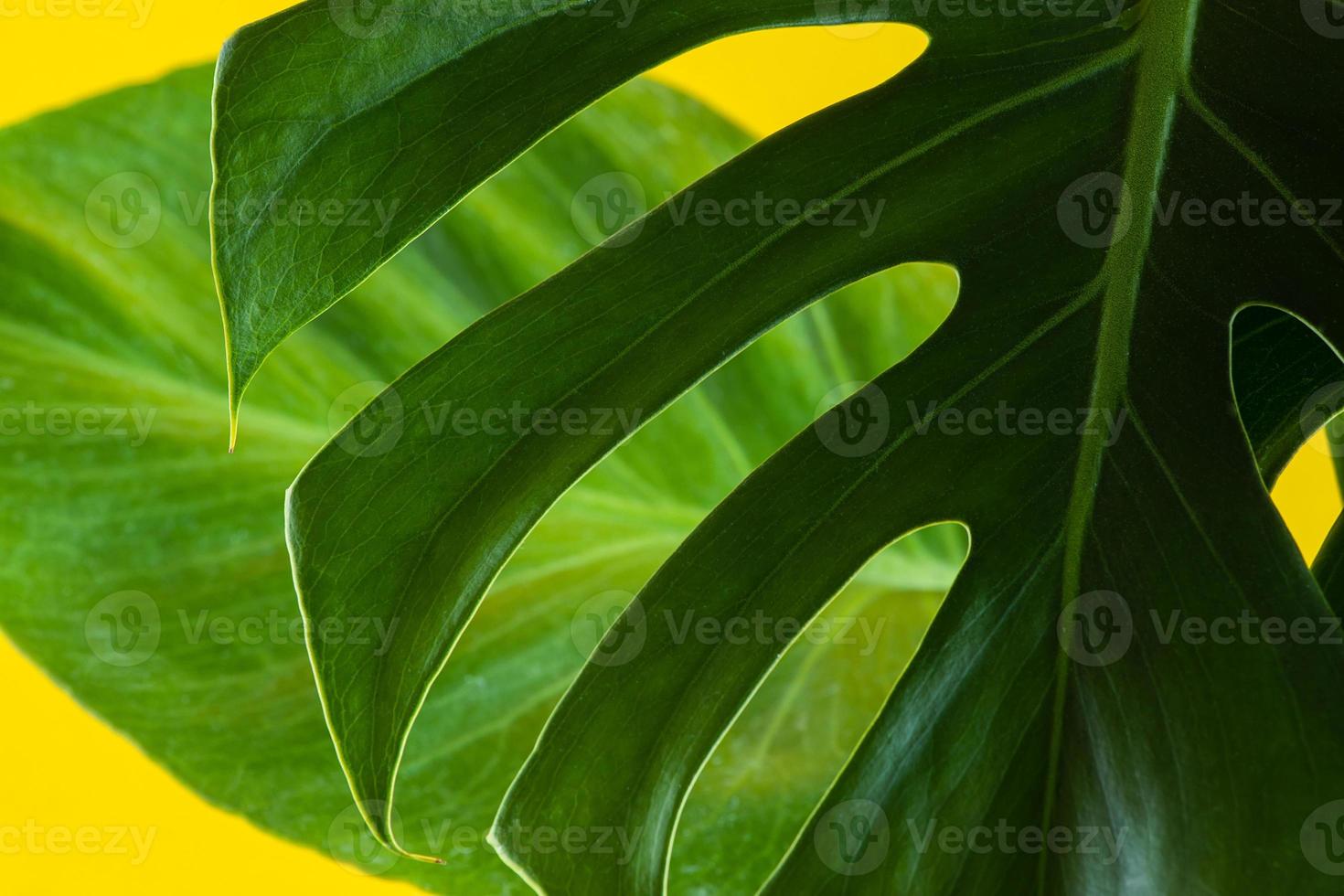 monstera sobre fondo amarillo de color. foto