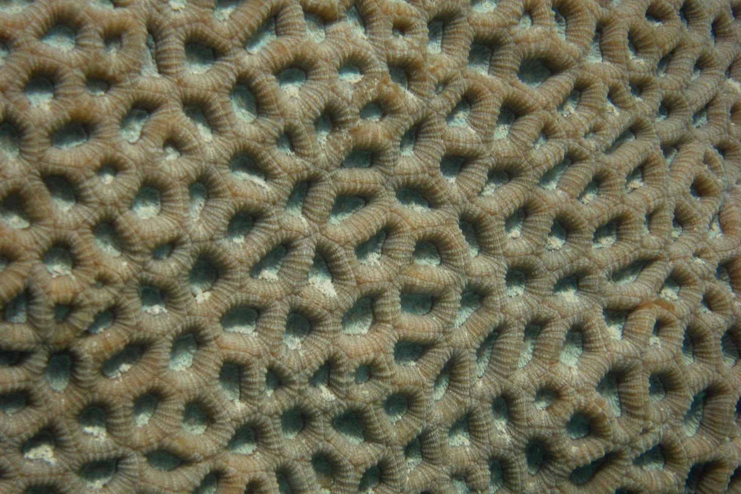 coral structure macro view photo