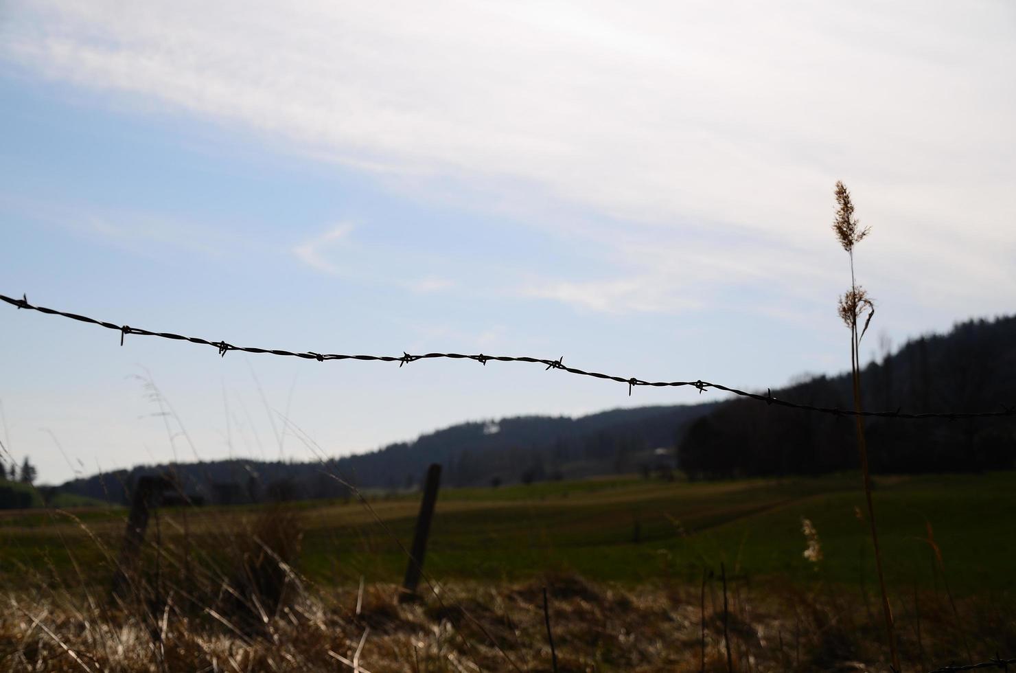 barbed wire in landscape photo