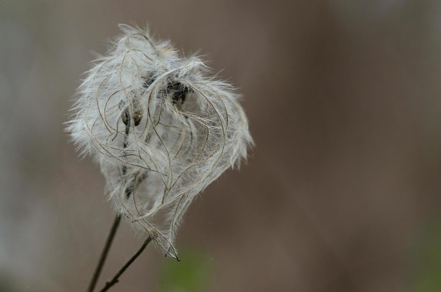 bloom like feather photo