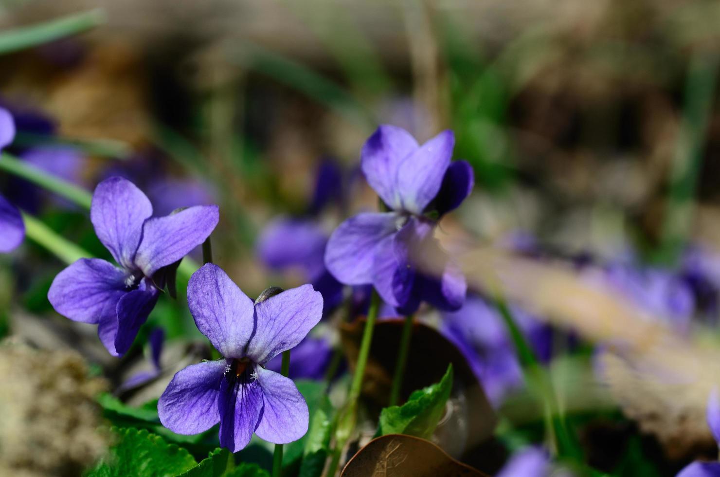 violeta en el bosque foto
