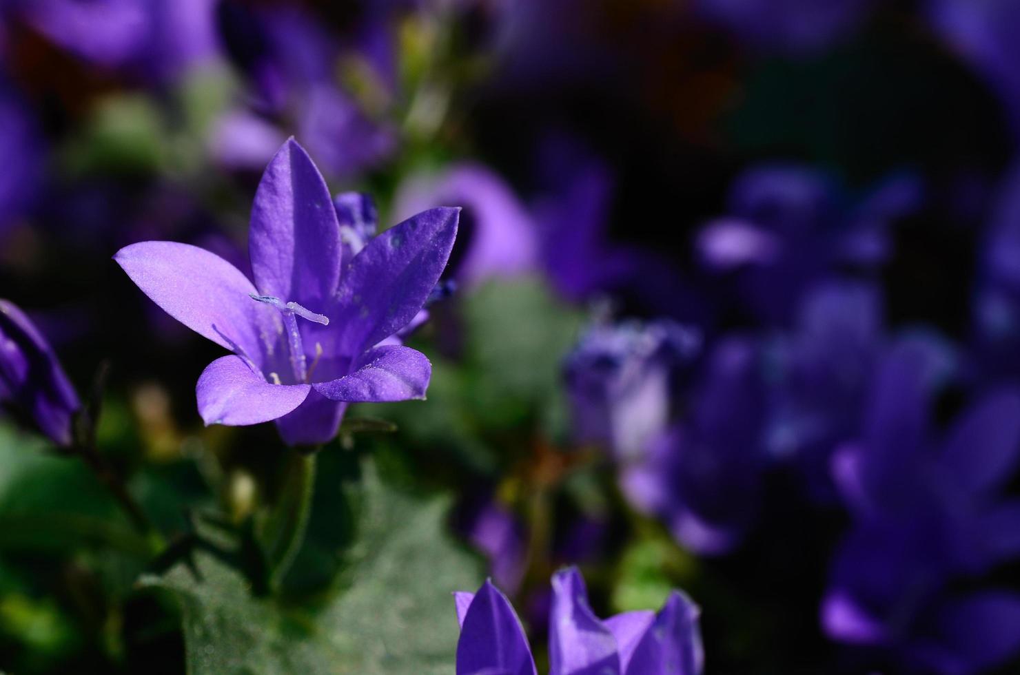 violet flower the spring photo
