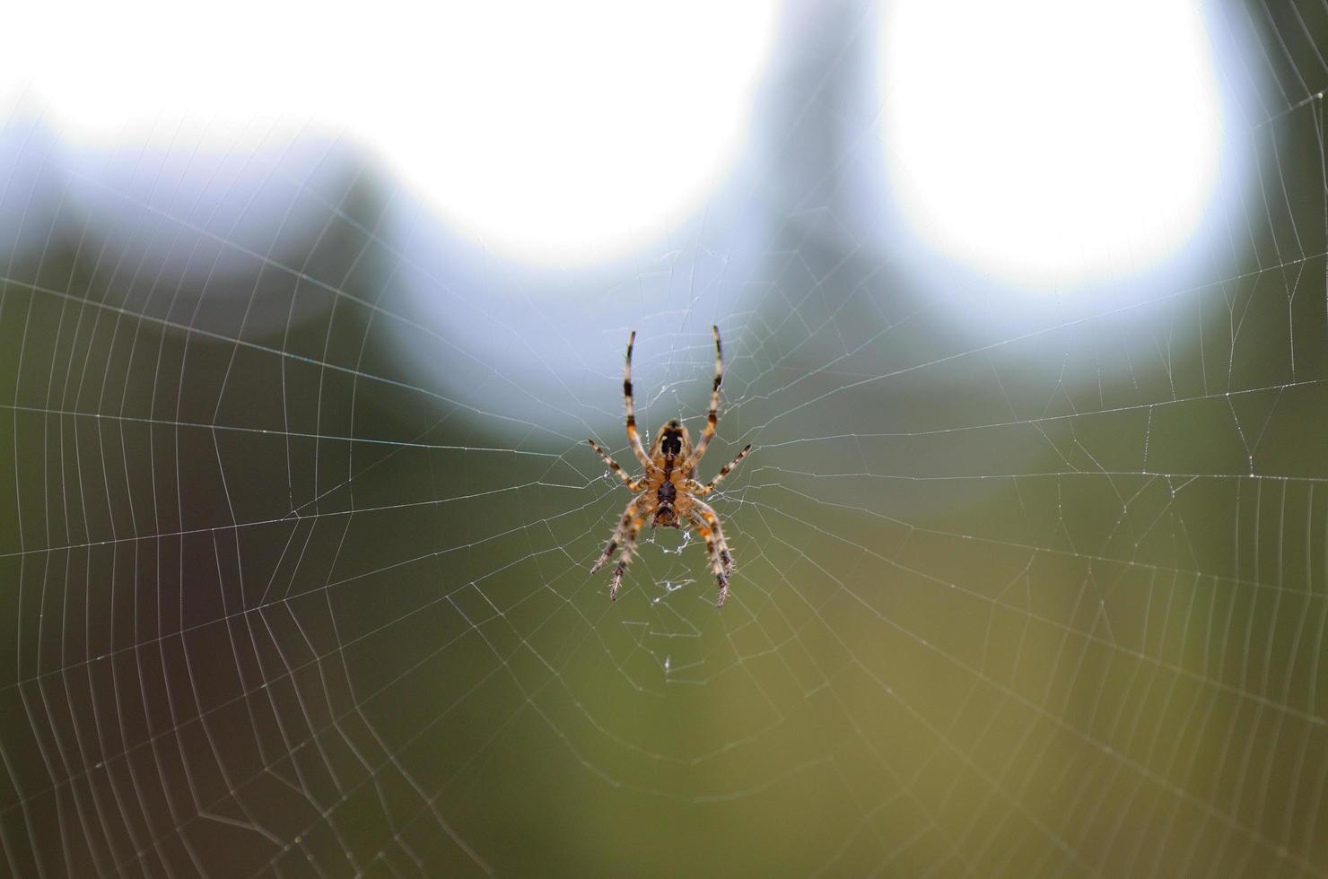 small spider with net photo