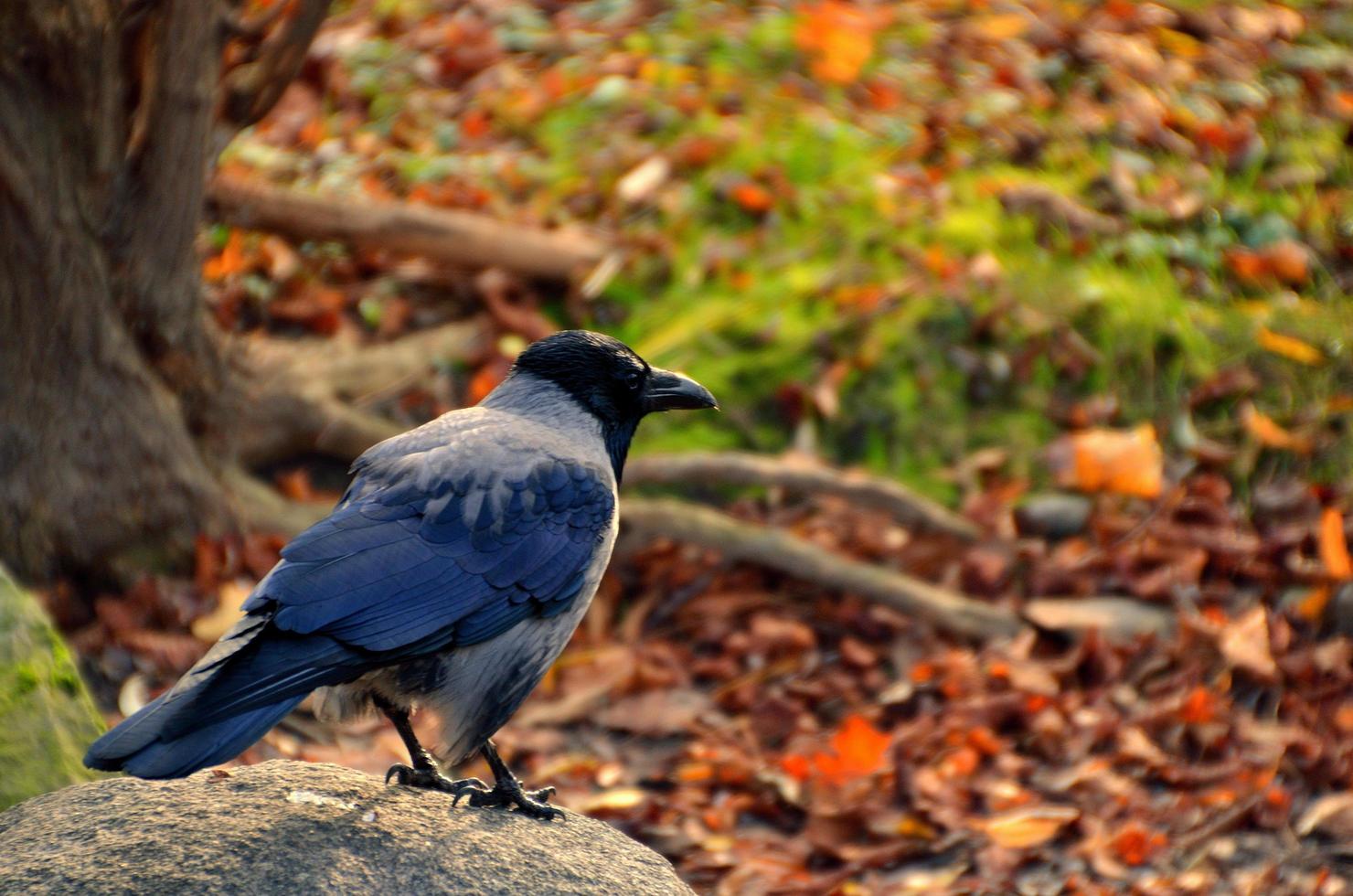 raven on a stone photo