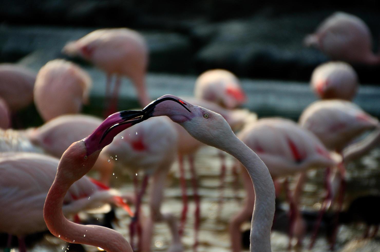 two flamingos in the zoo photo