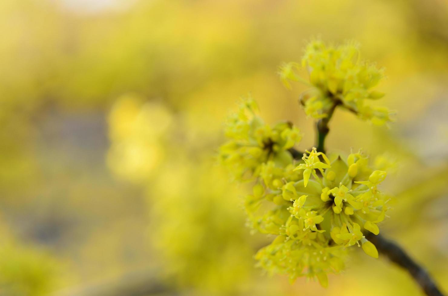 yellow flowers in spring photo