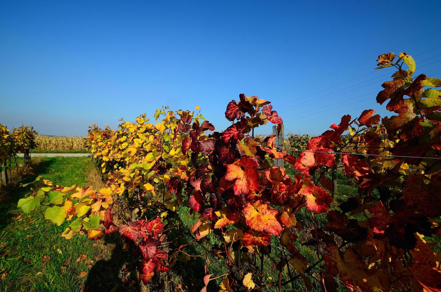 hojas de vino en otoño foto