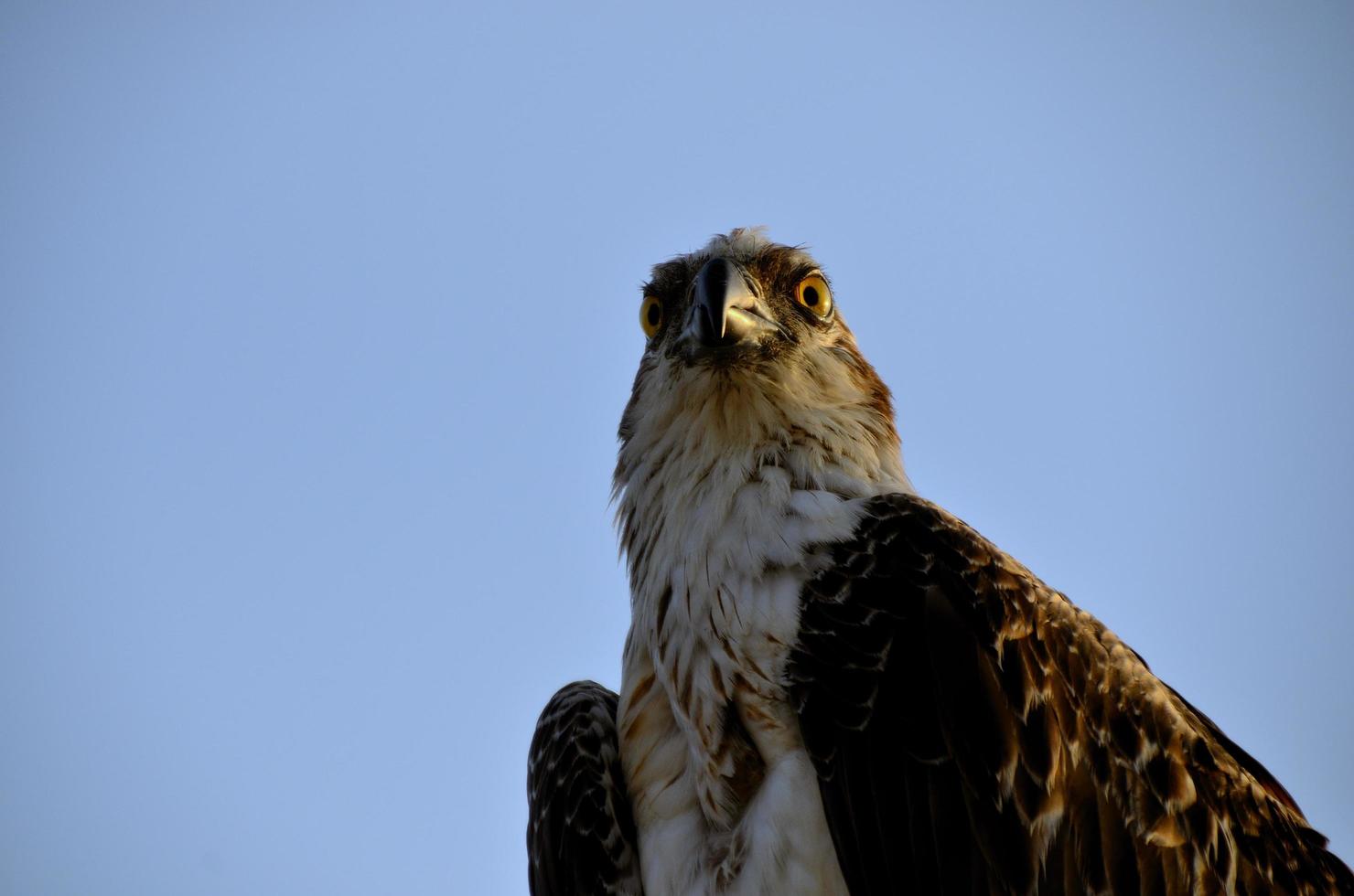 sea eagle with blue sky photo