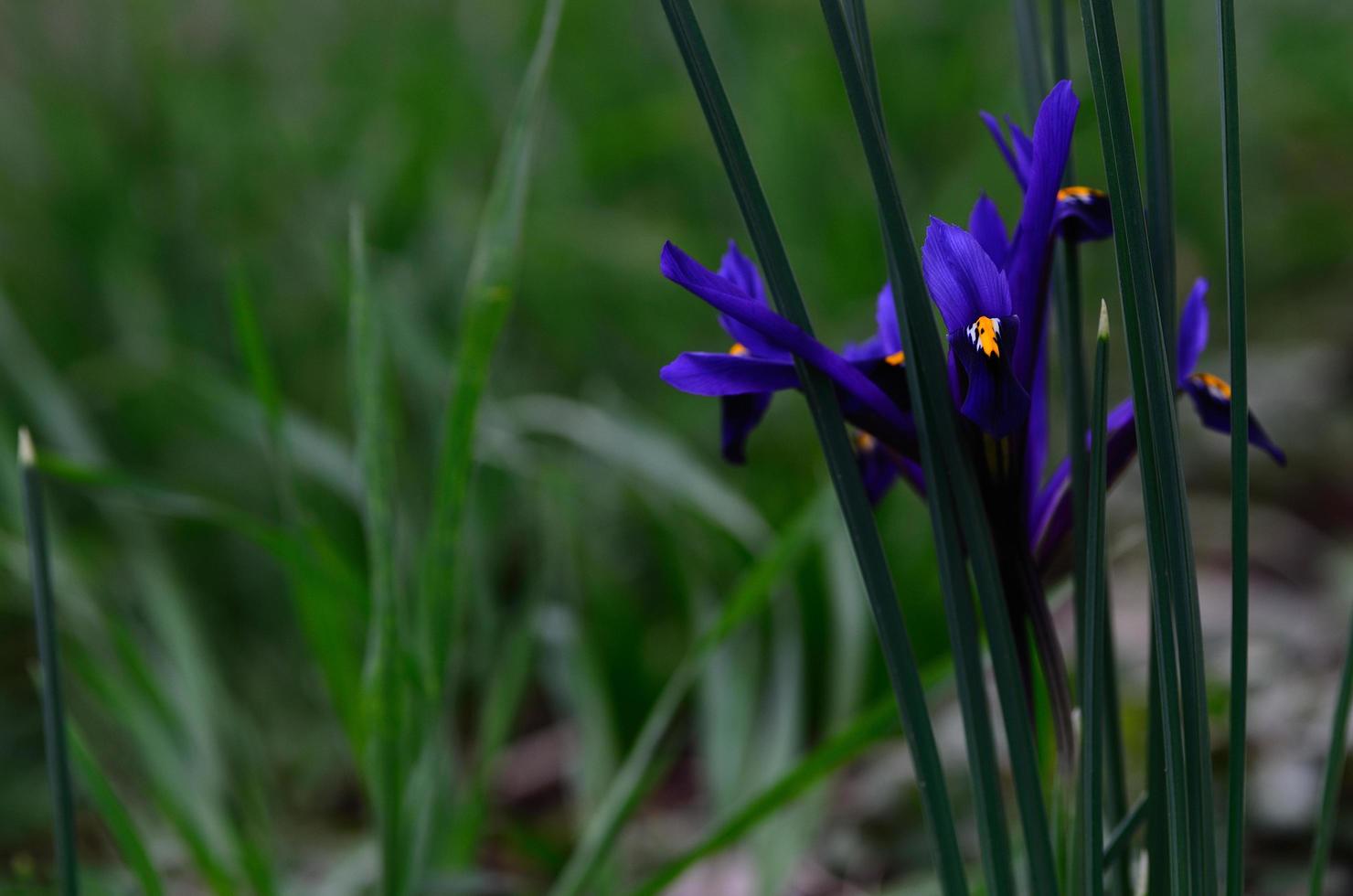 hyacinth in spring photo