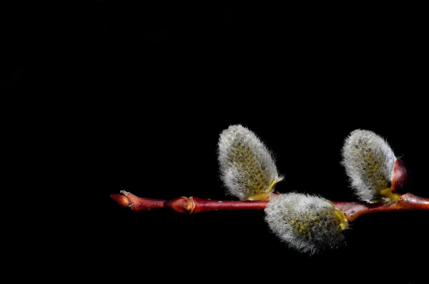 palm kittens with black photo