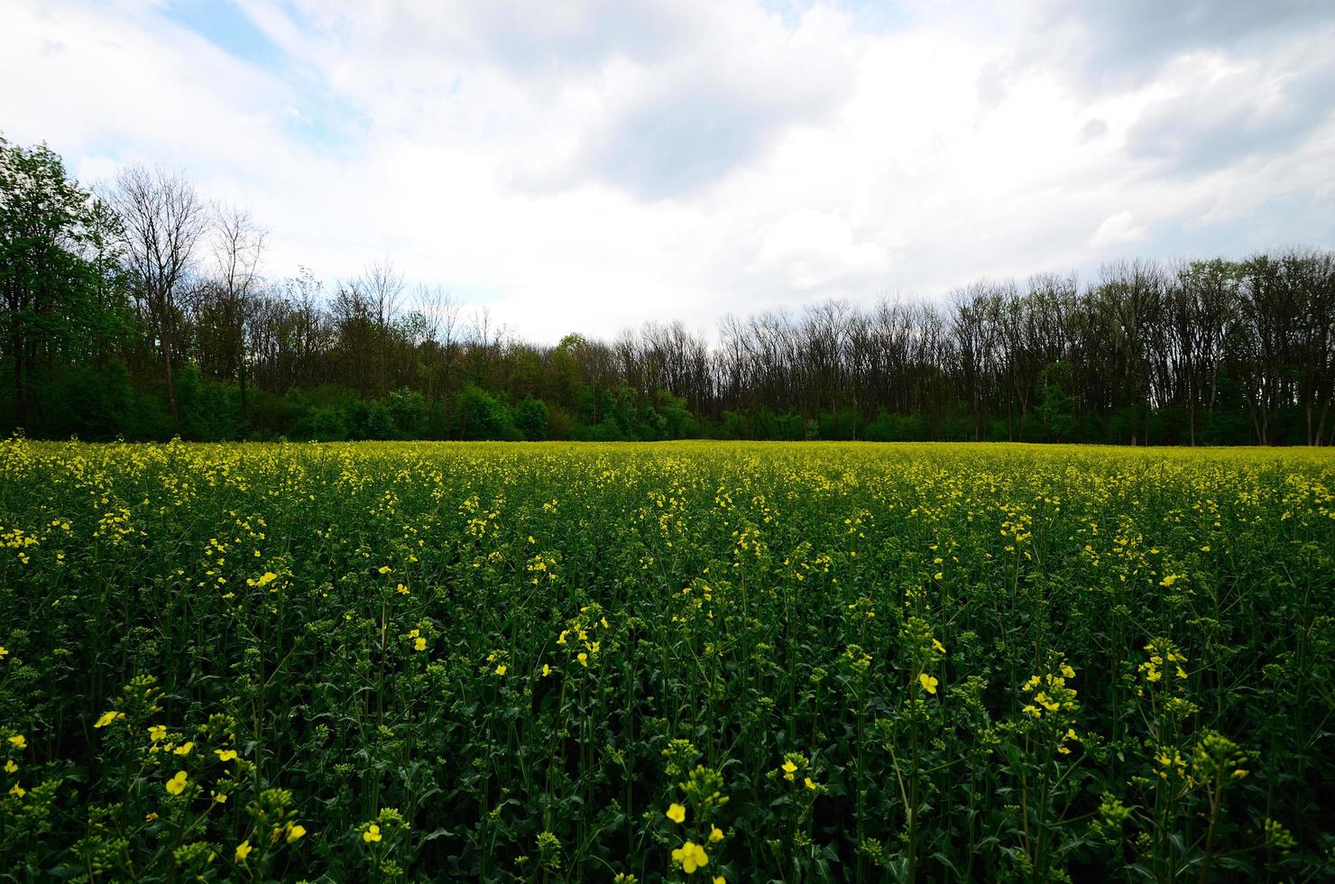 campo de colza en primavera foto