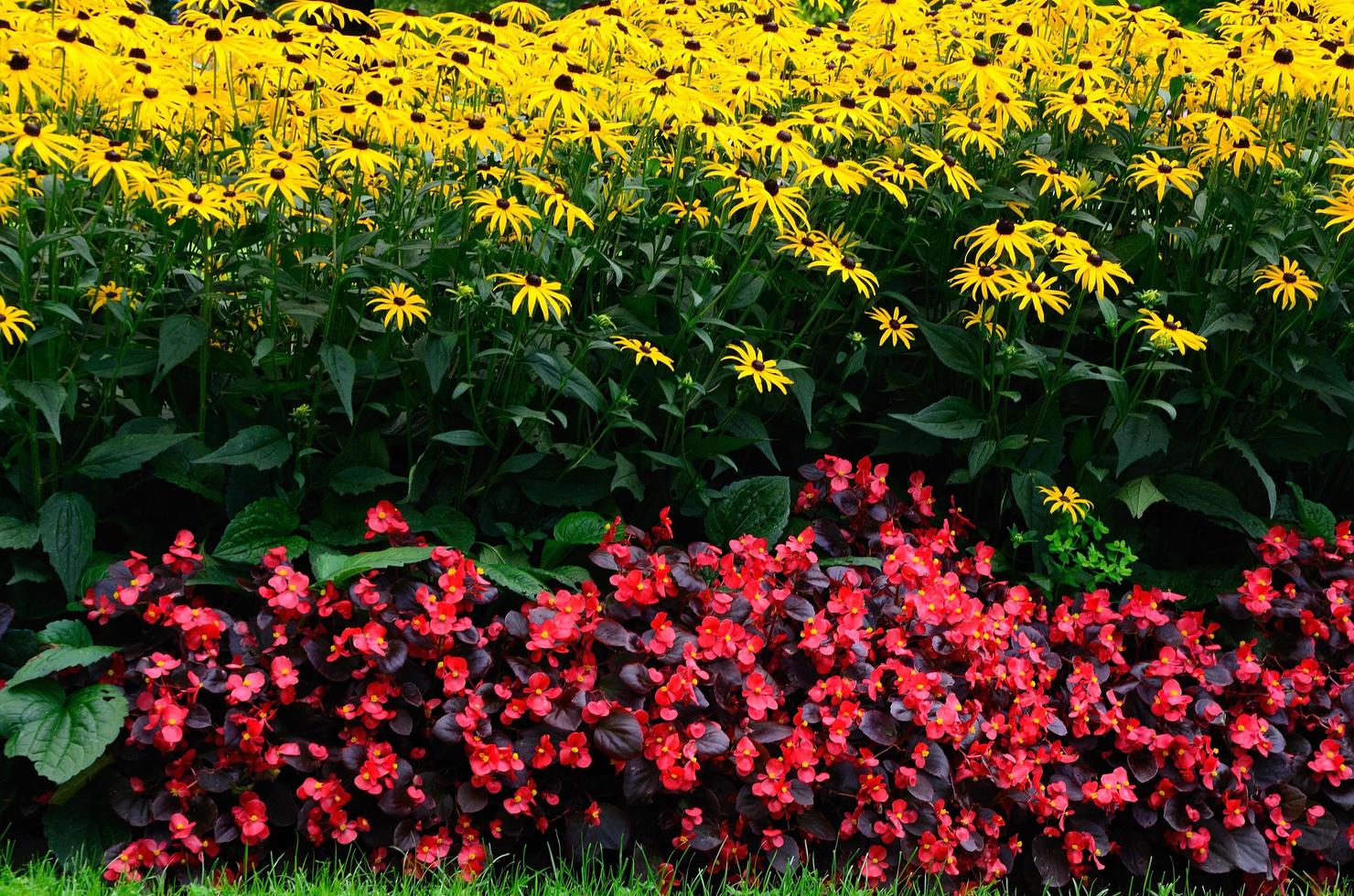 colorful flowers in summer photo