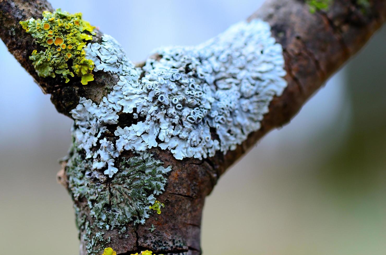 colorful lichen on a branch fork photo