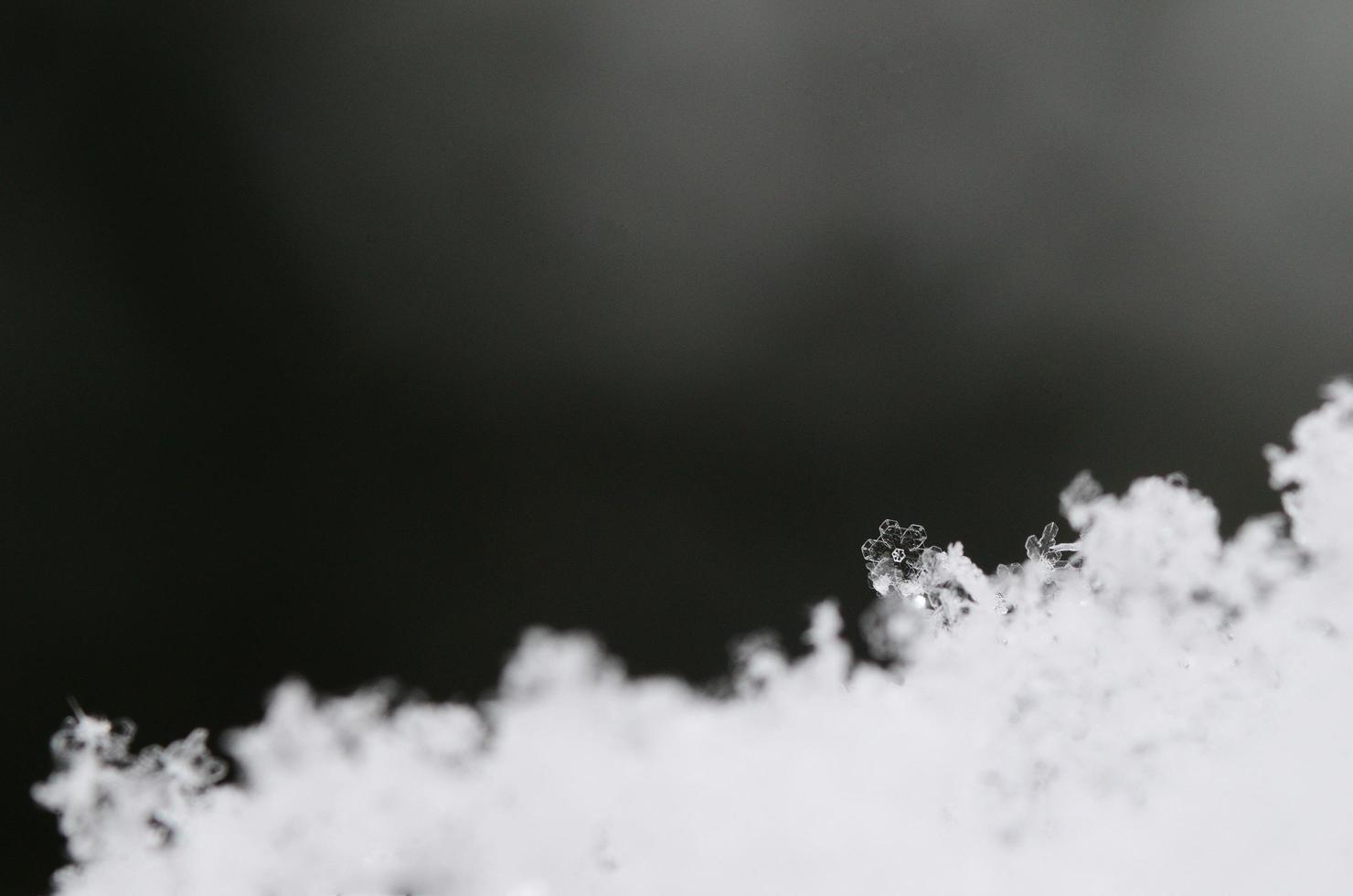 snow crystal like flower photo