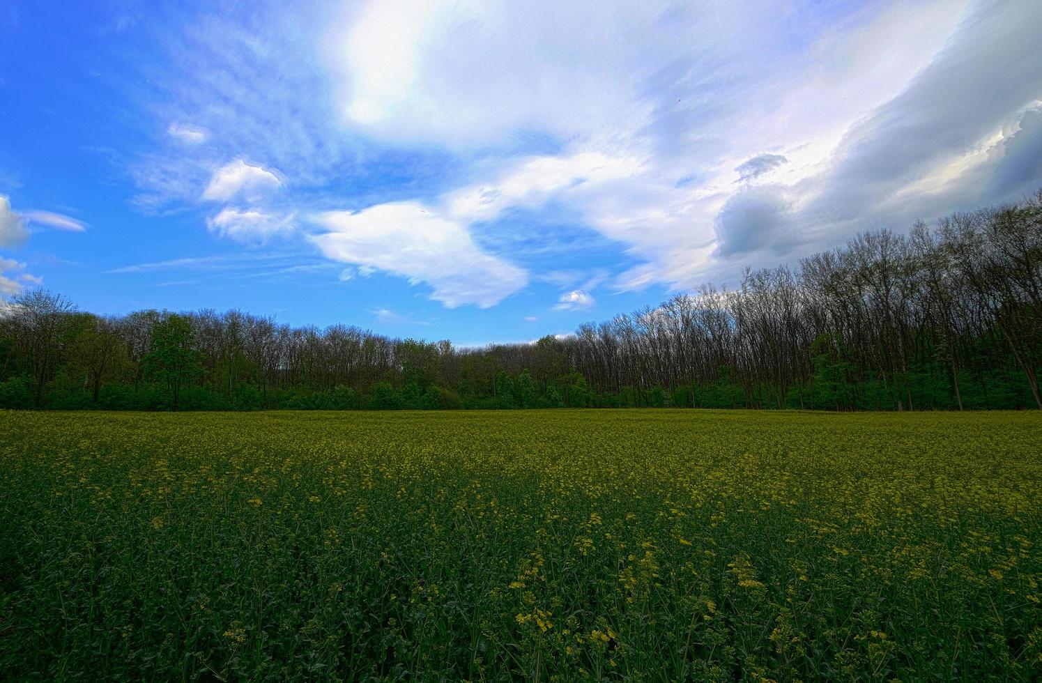 rape field with forest hdr photo
