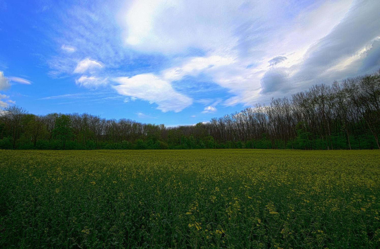 campo de colza con bosque hdr foto