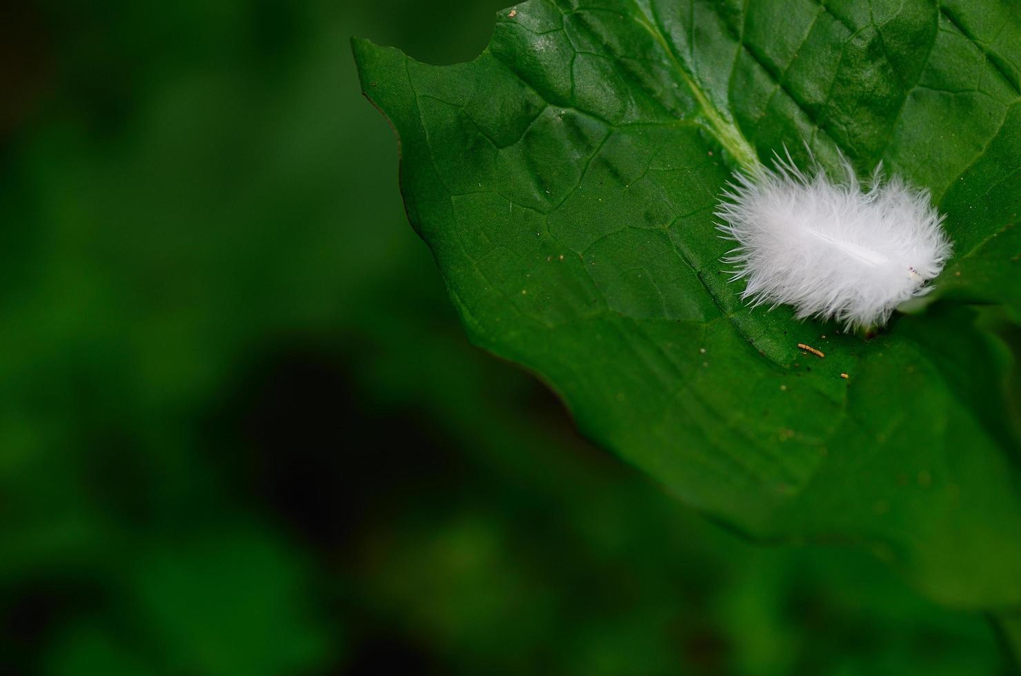 white feather on green leaf photo