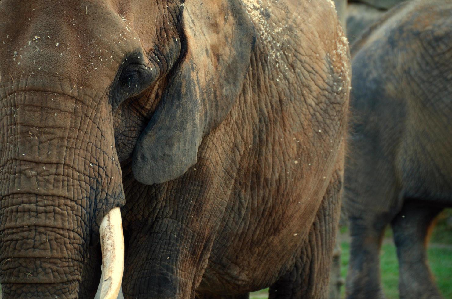 elephants in the zoo detail view photo