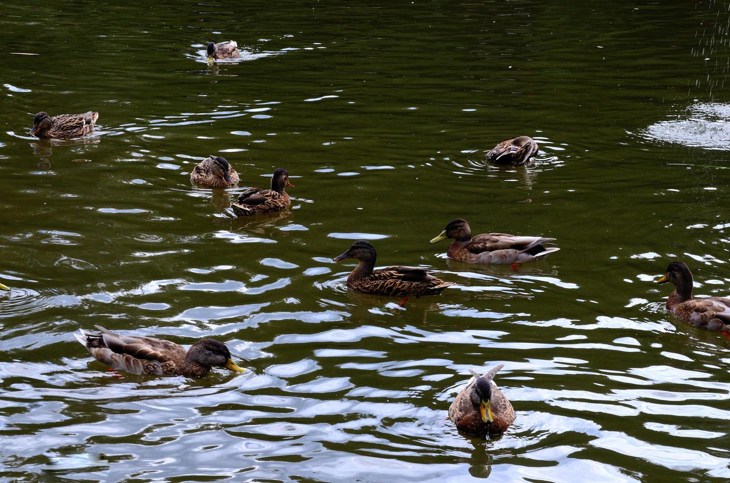 muchos patos en el estanque foto