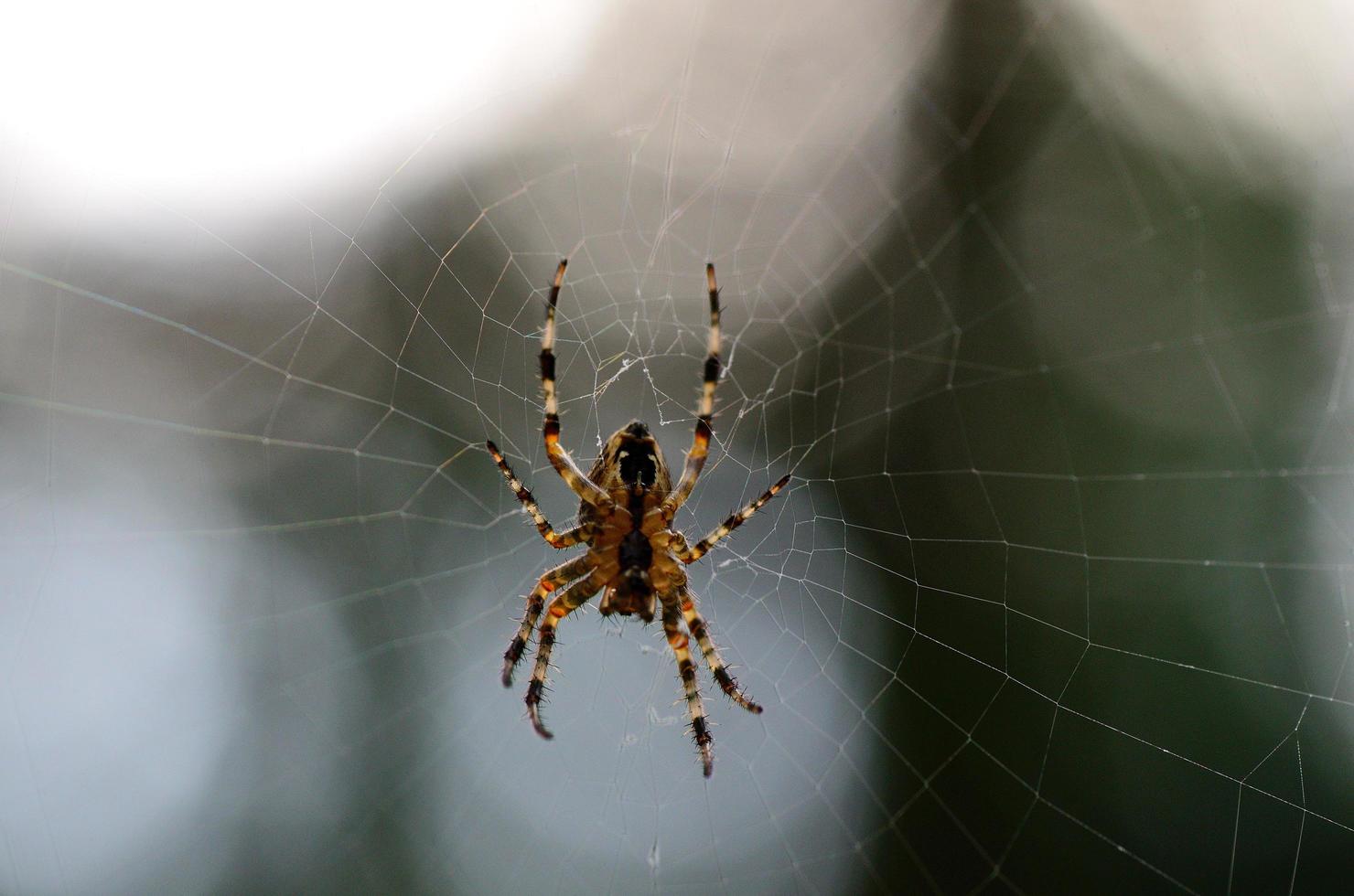 spider and web photo