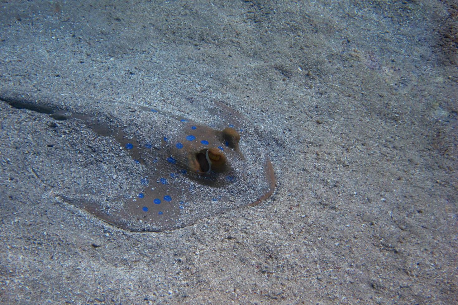 stingray hiding in the seabed photo