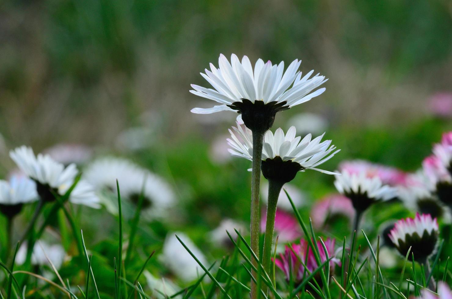 daisy in spring photo