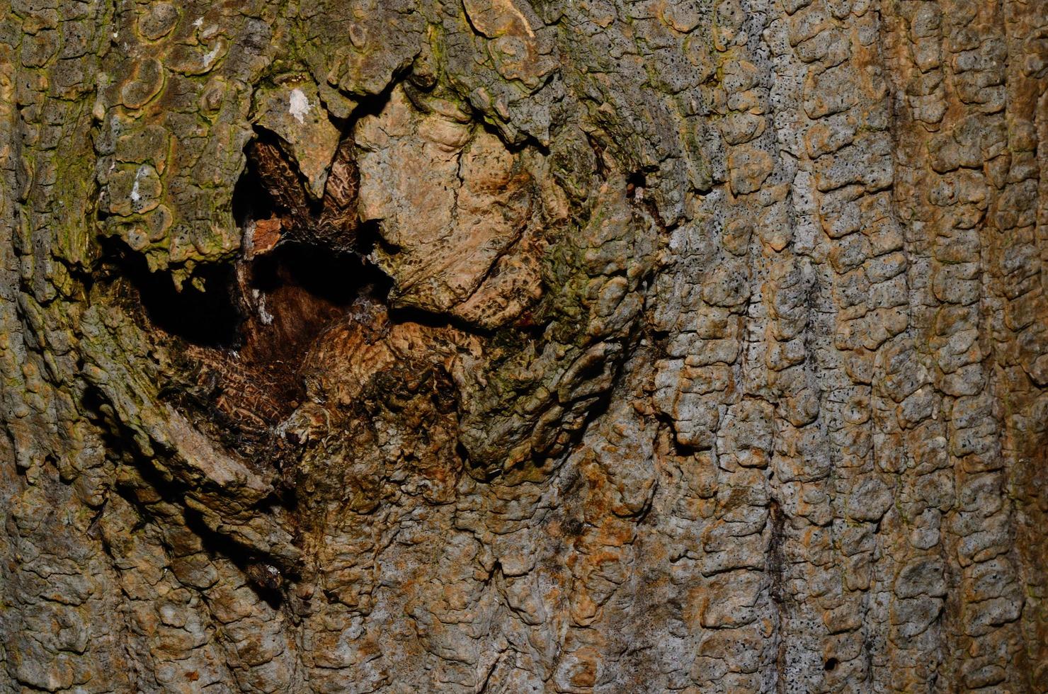 hole in tree bark photo