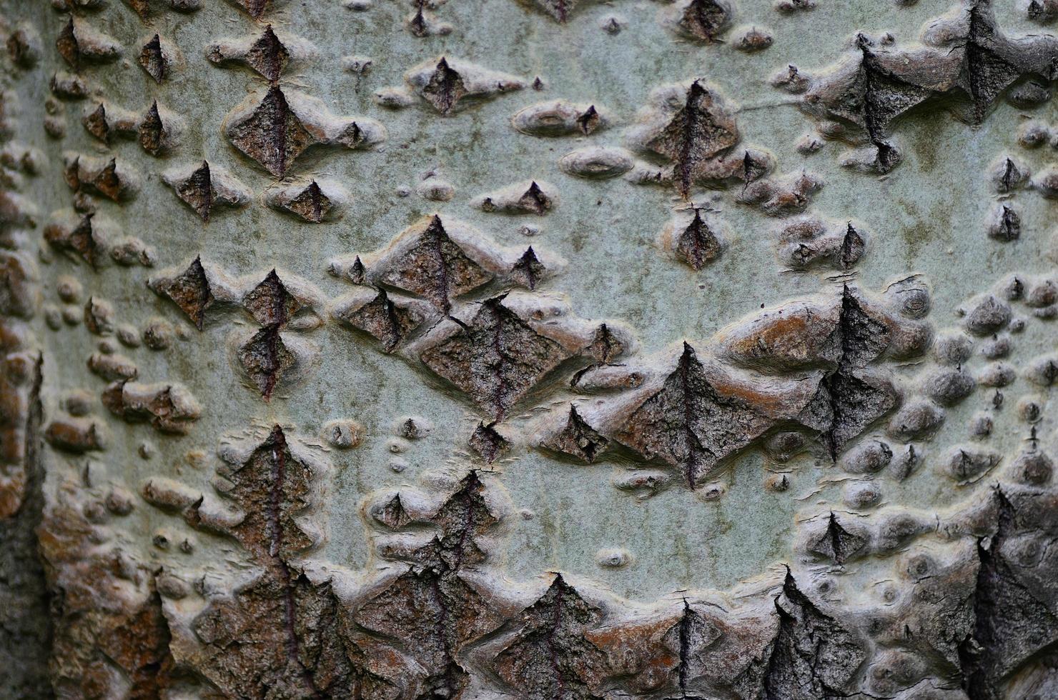 pattern on birch bark photo