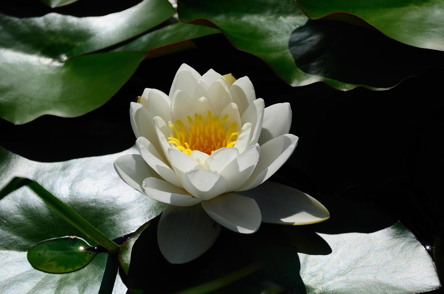 water lily the spring photo