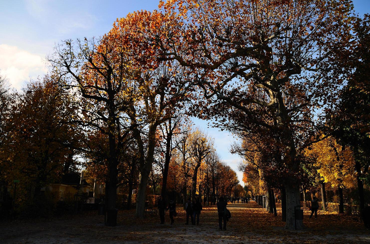 avenue in castle in vienna and autumn photo