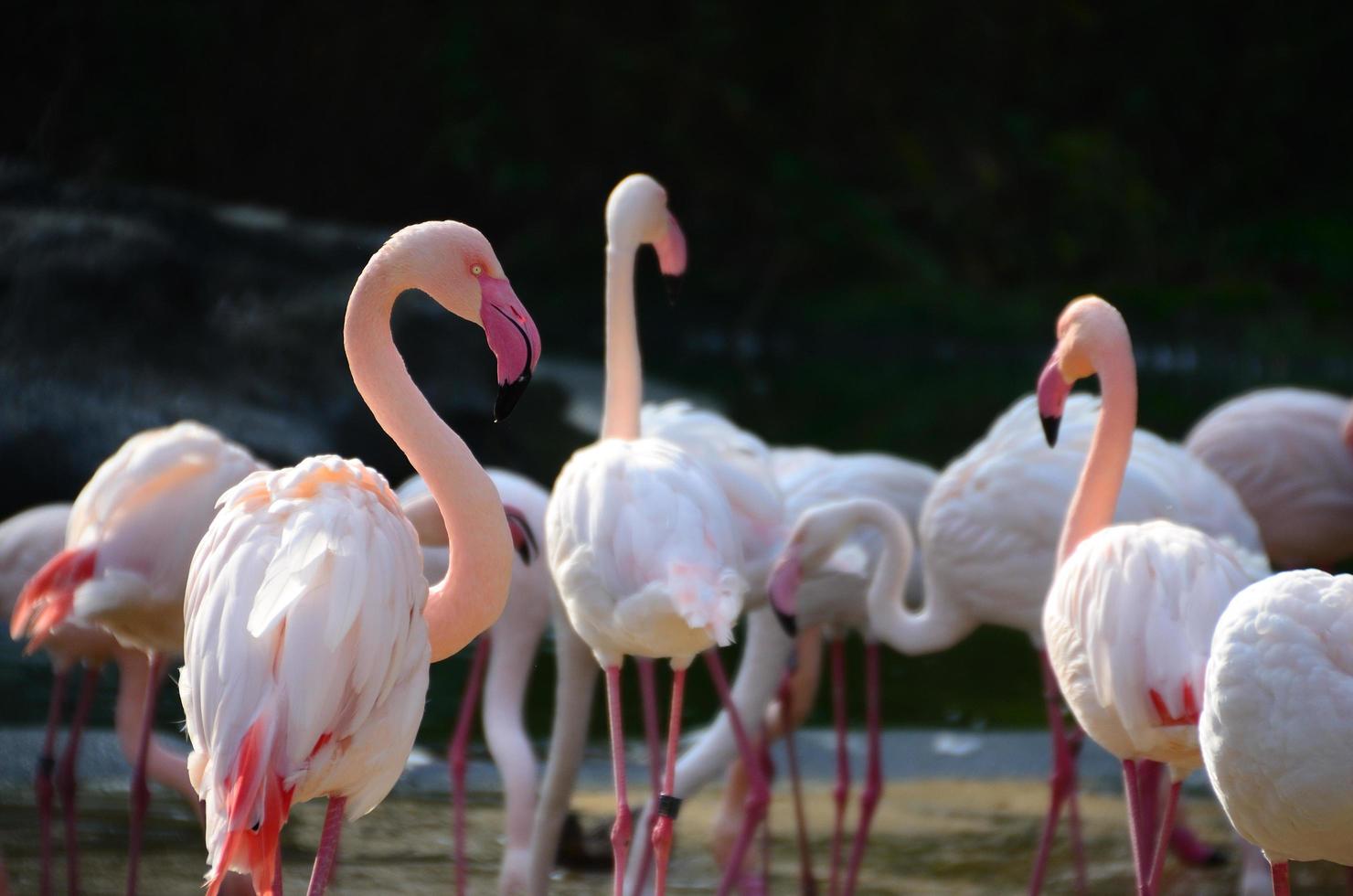 many  flamingos in the zoo photo