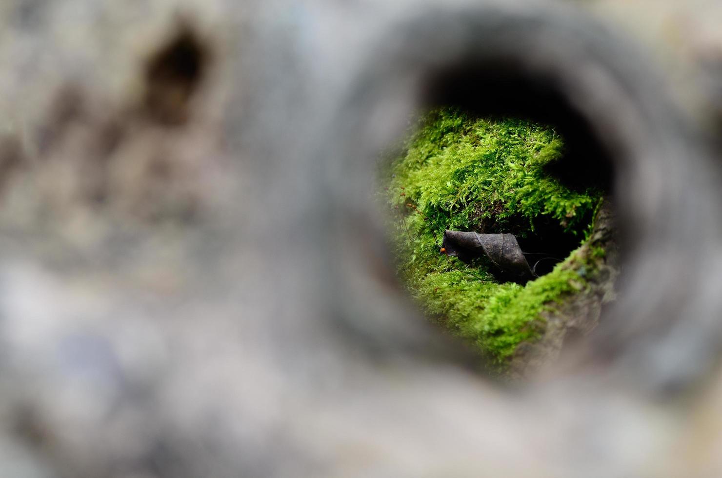 looking through a knothole photo