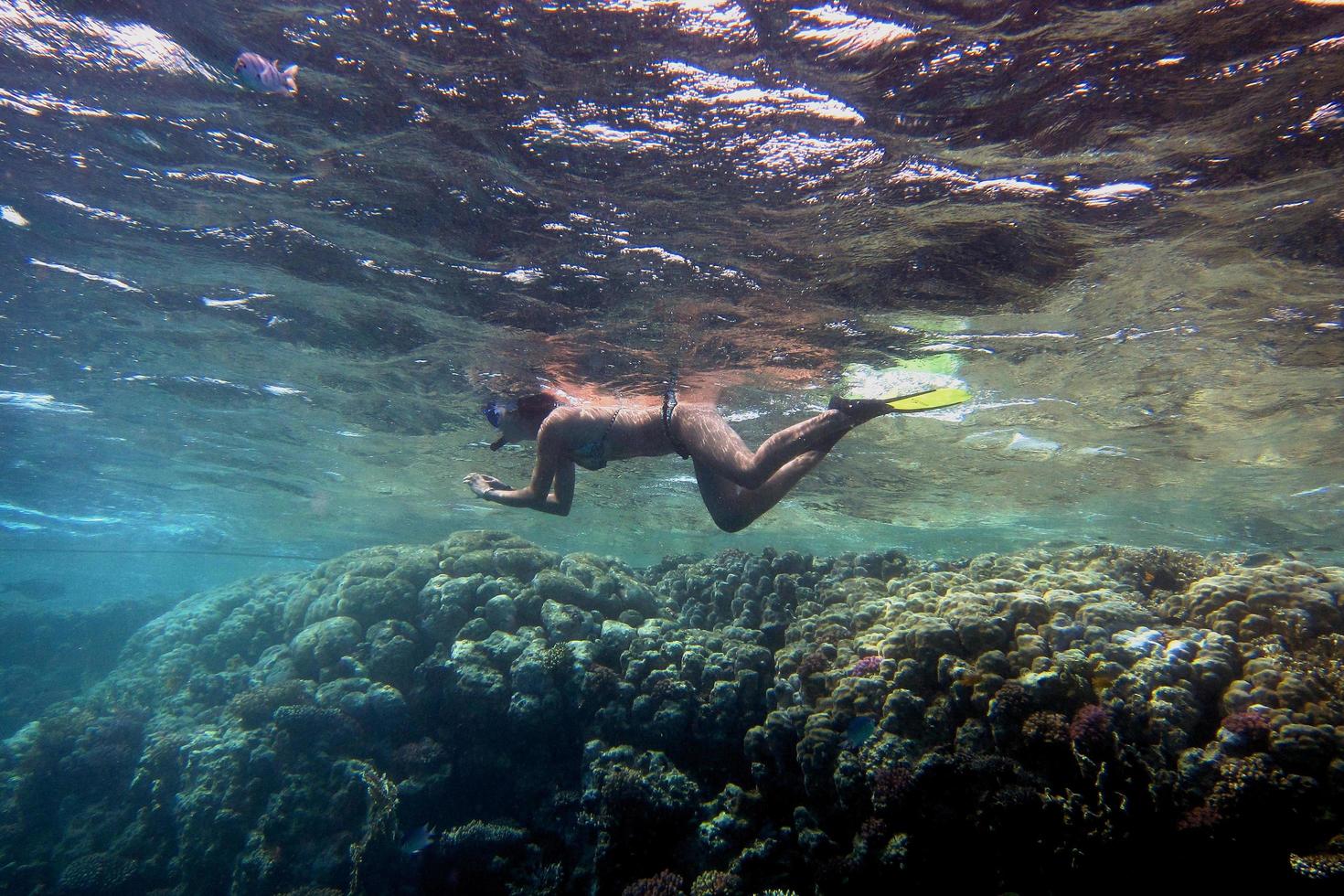 frau taucht im meer photo