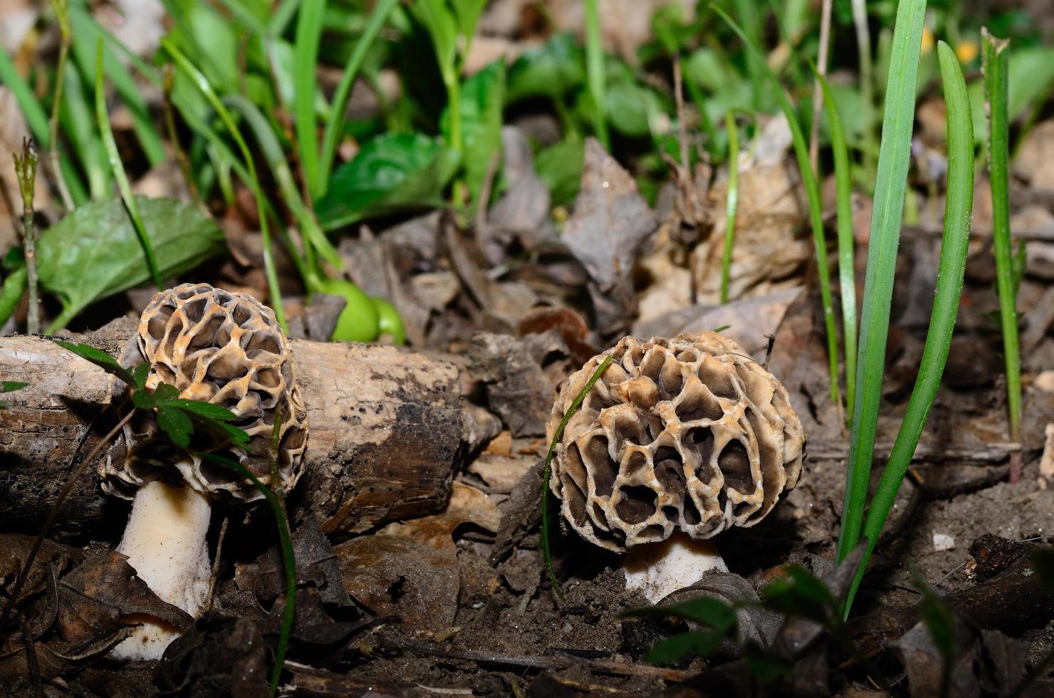 morels in the forest photo