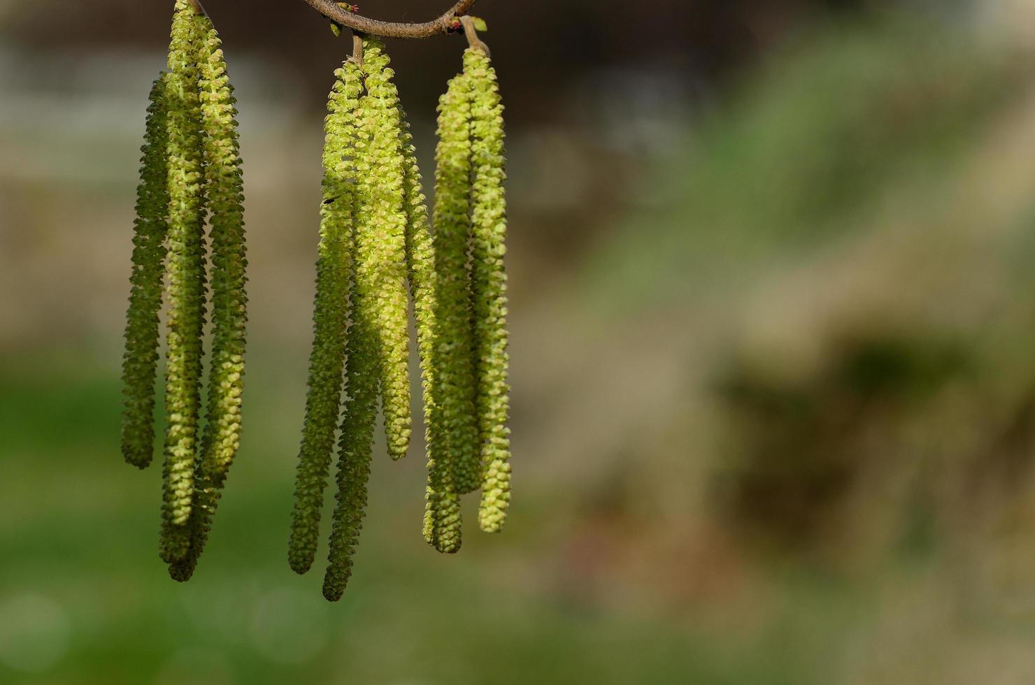 avellano arbusto la primavera foto